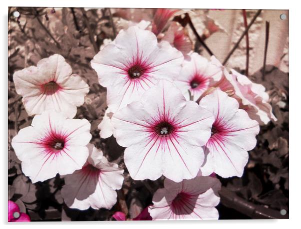 Spring Flowers Acrylic by Judy Hall-Folde