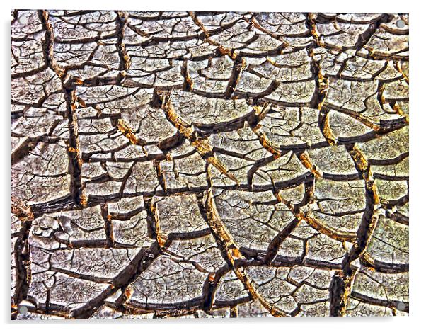 Drought Acrylic by Judy Hall-Folde