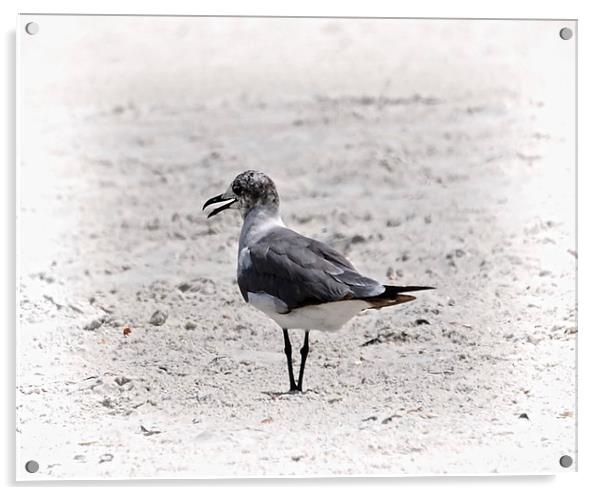 Seagull Acrylic by Judy Hall-Folde