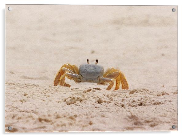 Portrait of a Ghost Crab Acrylic by Judy Hall-Folde