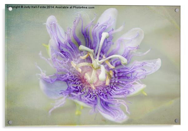  Passion Flower Acrylic by Judy Hall-Folde