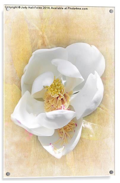  Sweet Southern Magnolia Acrylic by Judy Hall-Folde