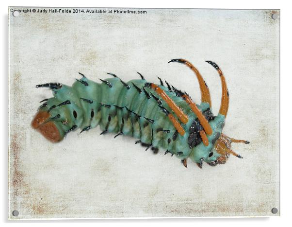  Hickory Horned Devil (Citheronia regalis) Acrylic by Judy Hall-Folde