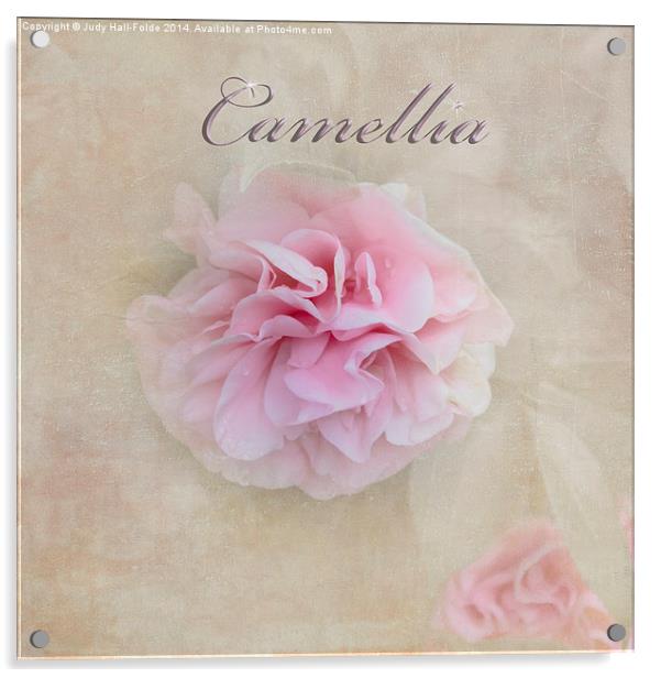  Camellia Acrylic by Judy Hall-Folde
