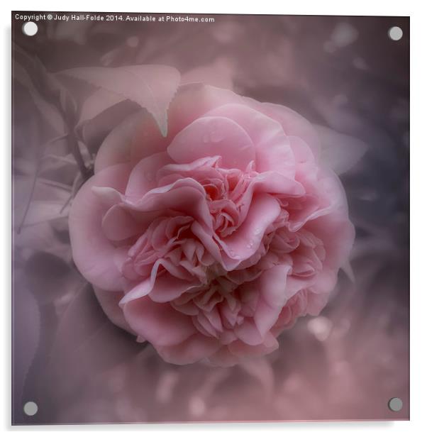  Pink Camellia Acrylic by Judy Hall-Folde