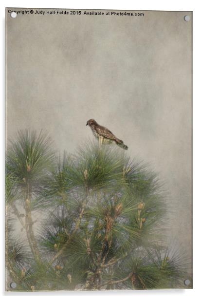  Hawk in the Treetop Acrylic by Judy Hall-Folde