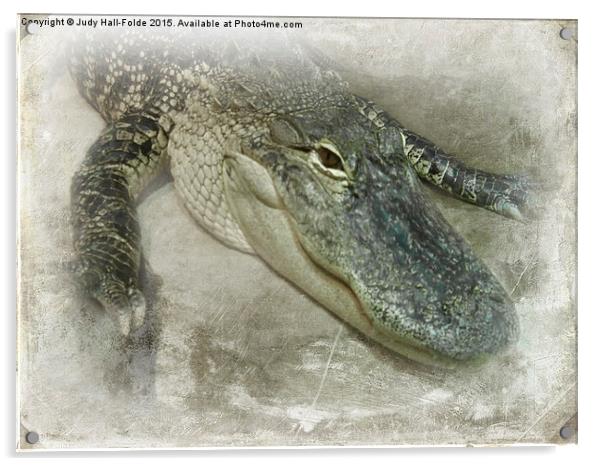  Real Live Gator Acrylic by Judy Hall-Folde