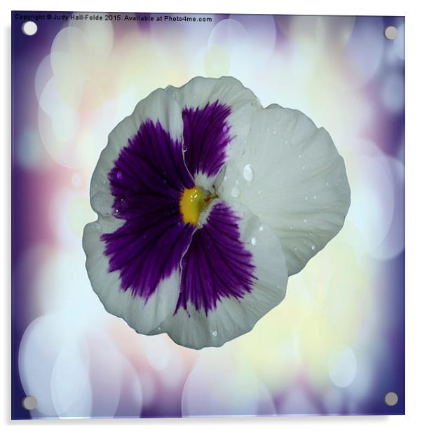  Purple and White Pansy Acrylic by Judy Hall-Folde