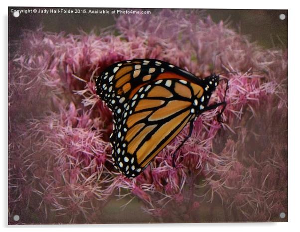  Orange Monarch Acrylic by Judy Hall-Folde