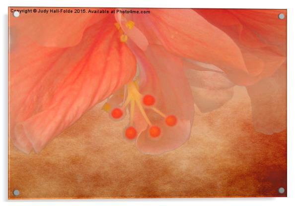  Peachy Blossom Acrylic by Judy Hall-Folde