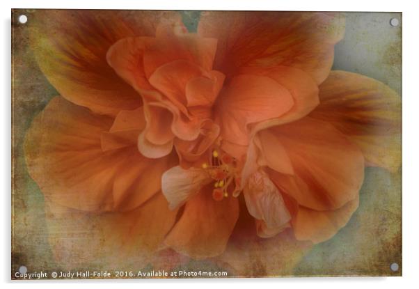 Shades of Orange Acrylic by Judy Hall-Folde