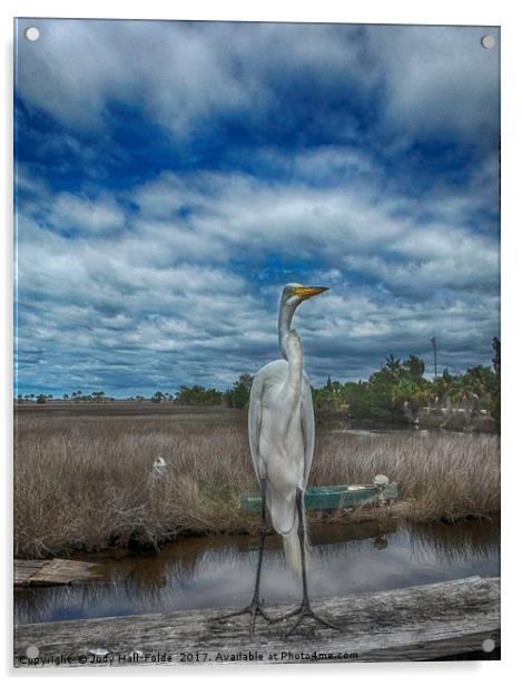 Great Egret Acrylic by Judy Hall-Folde