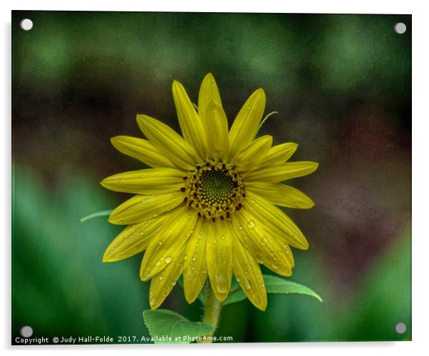 Brilliant Yellow Flower Acrylic by Judy Hall-Folde