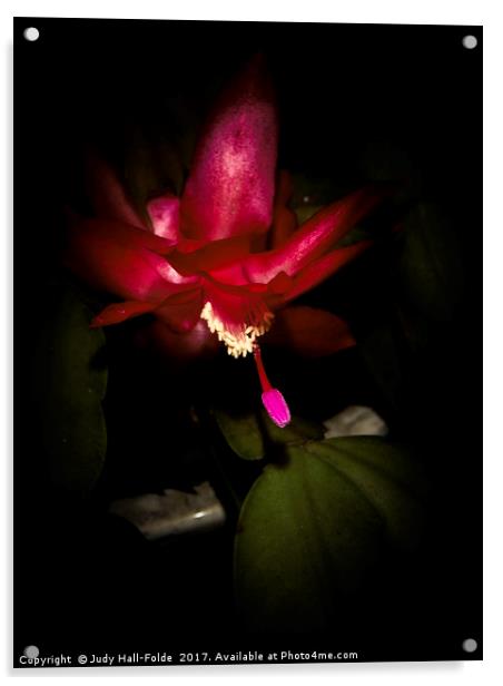 Merry and Bright Blossom Acrylic by Judy Hall-Folde