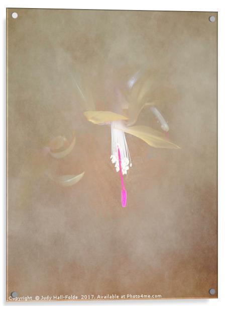 Swaddled Blossom Acrylic by Judy Hall-Folde