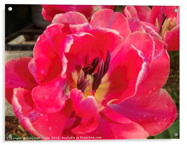 Tulip Acrylic by Judy Hall-Folde