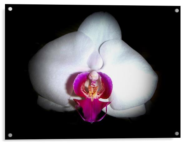 Inside the Orchid Acrylic by Judy Hall-Folde