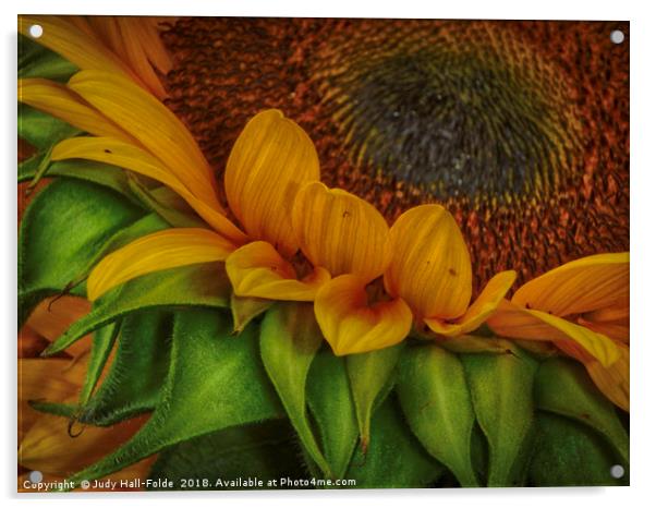 Sunflower Acrylic by Judy Hall-Folde