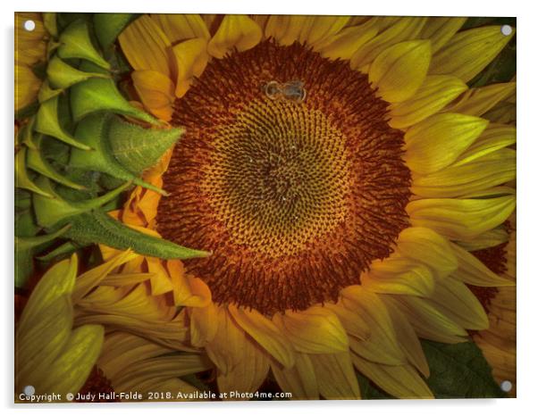 Sunflower Splendor Acrylic by Judy Hall-Folde
