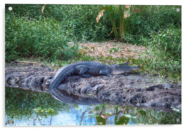 Gator River Reflection Acrylic by Judy Hall-Folde