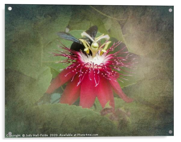 Bee Passion Acrylic by Judy Hall-Folde