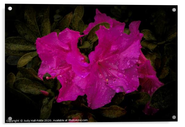 Raindrop Laden Azalea Acrylic by Judy Hall-Folde