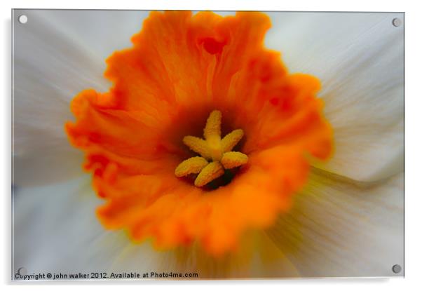 White Daffodil Acrylic by john walker