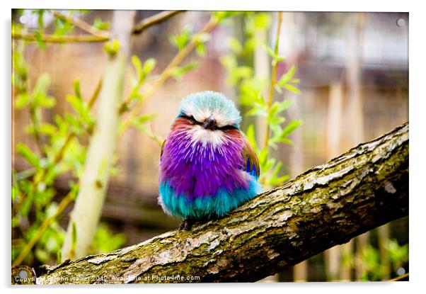 Lilac-Breasted Roller Acrylic by john walker