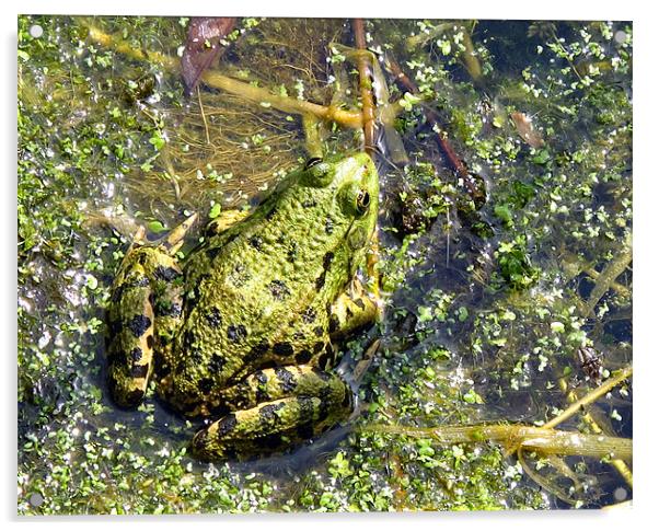A French Frog Acrylic by suzie Attaway