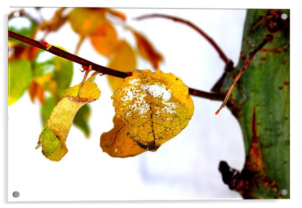 Autumn Frost Acrylic by Stephanie Haines