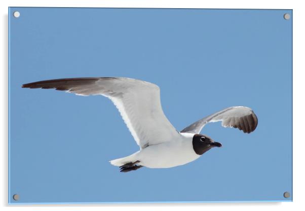 Florida Laughing Gull in Flight Acrylic by Lawrence Ott