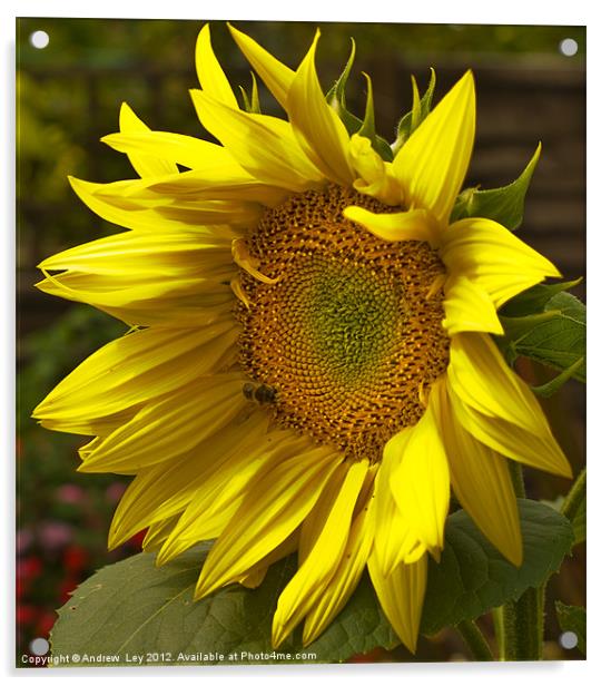 Sunny Sunflower Acrylic by Andrew Ley