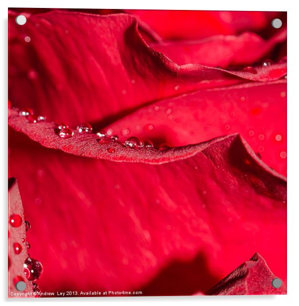 Rose petal and water drops Acrylic by Andrew Ley