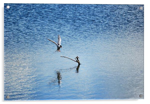 tern Acrylic by carl blake