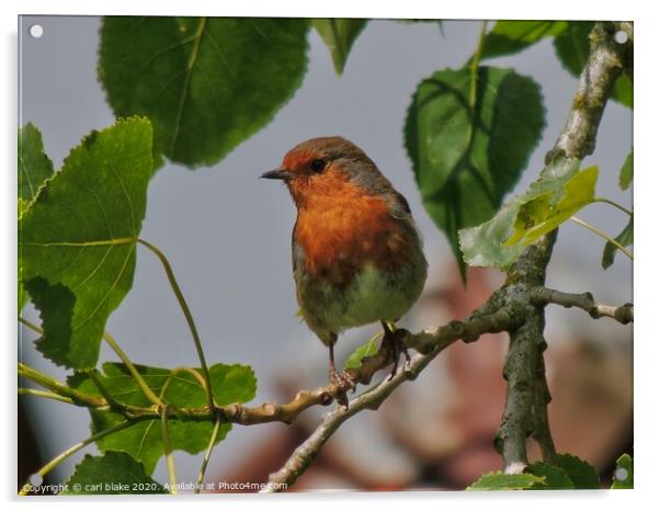 the little robin Acrylic by carl blake