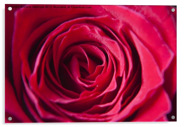 Red Red Rose Acrylic by claire lukehurst