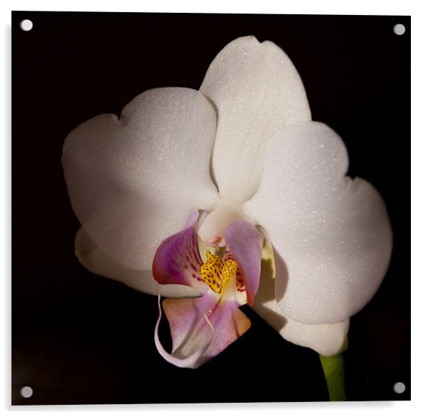 White Orchid Acrylic by claire lukehurst