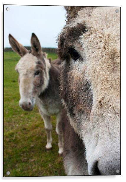 Donkeys Acrylic by claire lukehurst