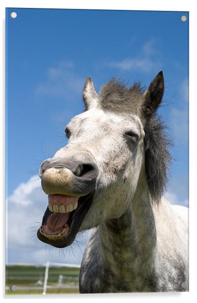 Laughing Connemara pony Acrylic by Digitalshot Photography