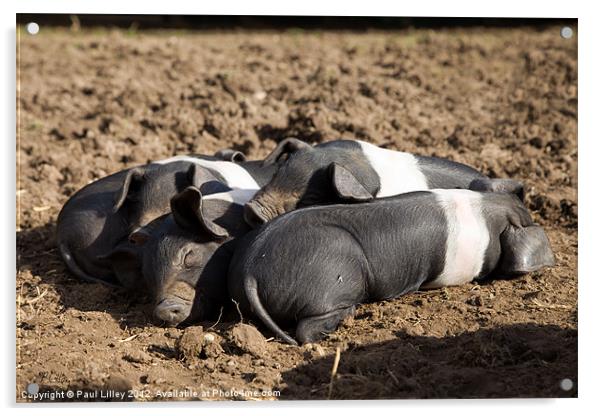 Lazy Little Pigs! Acrylic by Digitalshot Photography