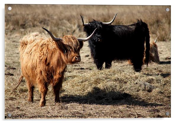 Majestic Highland Cattle Bask in Evening Glow Acrylic by Digitalshot Photography
