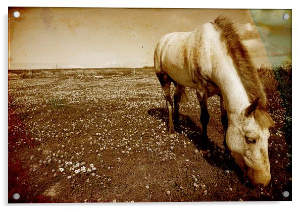 Majestic Grey Pony Acrylic by Digitalshot Photography