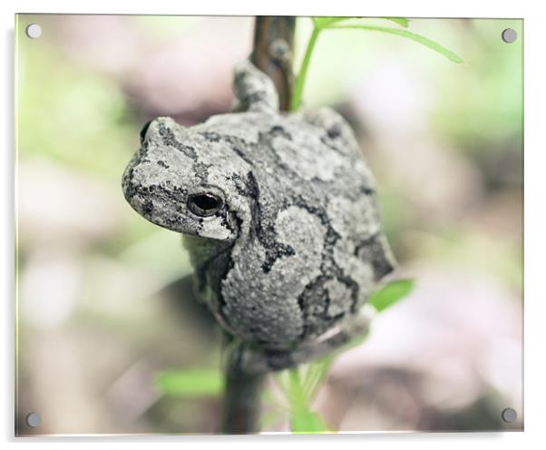 Perched Grey Tree Frog Acrylic by Rachel Webb