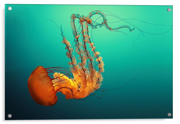 West Coast Sea Nettle Acrylic by Rachel Webb