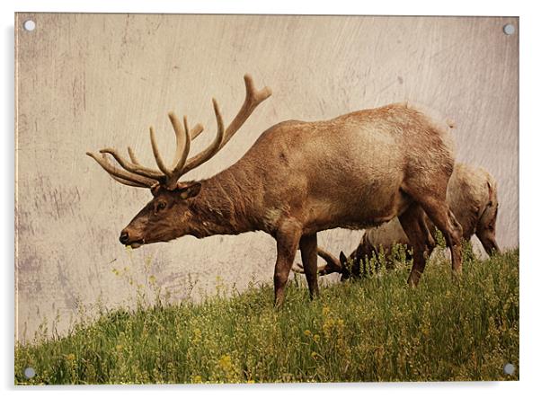 Elk on a Hill Acrylic by Rachel Webb