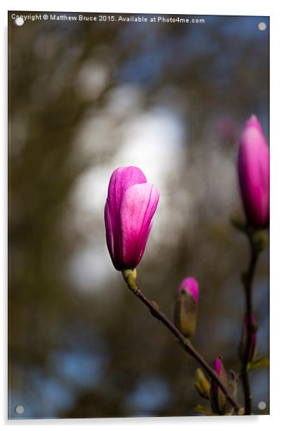  Spring Floral 4 - Magnolia Acrylic by Matthew Bruce