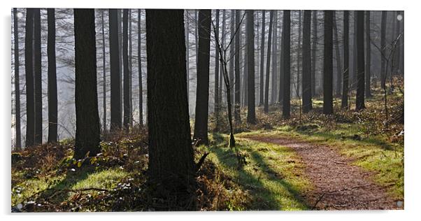 Whinlatter Forest Acrylic by james green