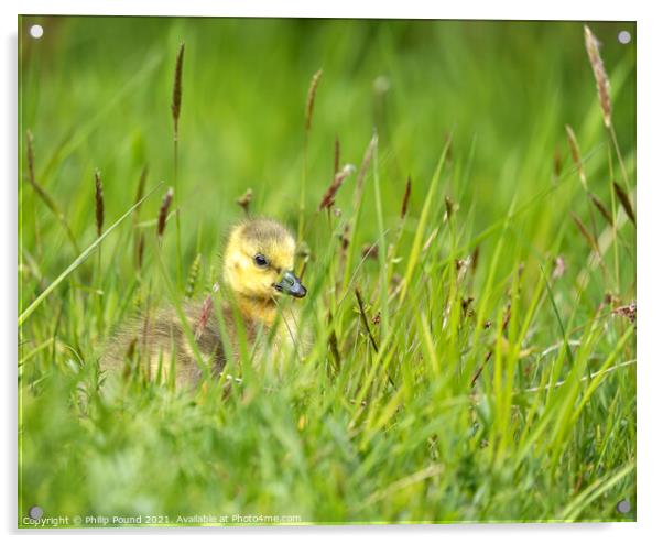 Gosling in the grass Acrylic by Philip Pound