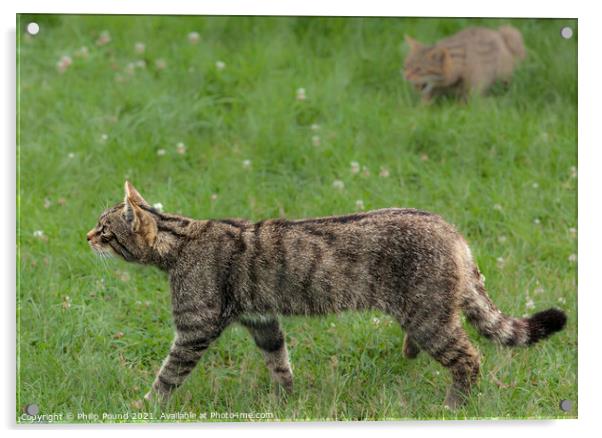 A Scottish Wildcat walking on grass Acrylic by Philip Pound