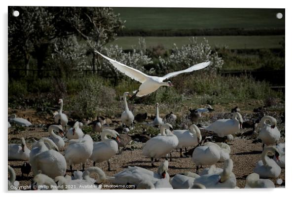  Mute Swan Landing Acrylic by Philip Pound